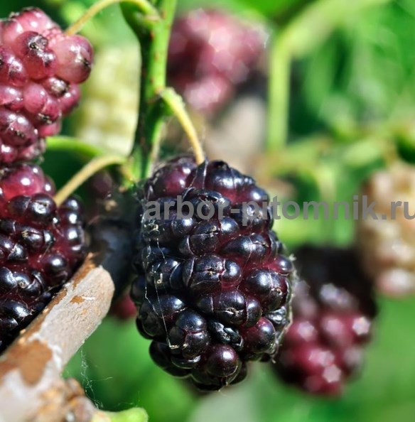 Фото объявления