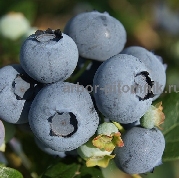 Фото объявления