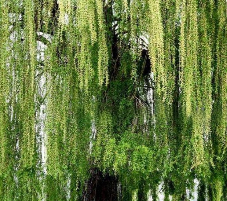 Фото объявления